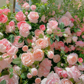 Climbing Rose Year-Round Blooming seeds (UK Imported)