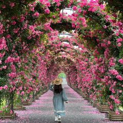 Climbing Rose Year-Round Blooming seeds (UK Imported)