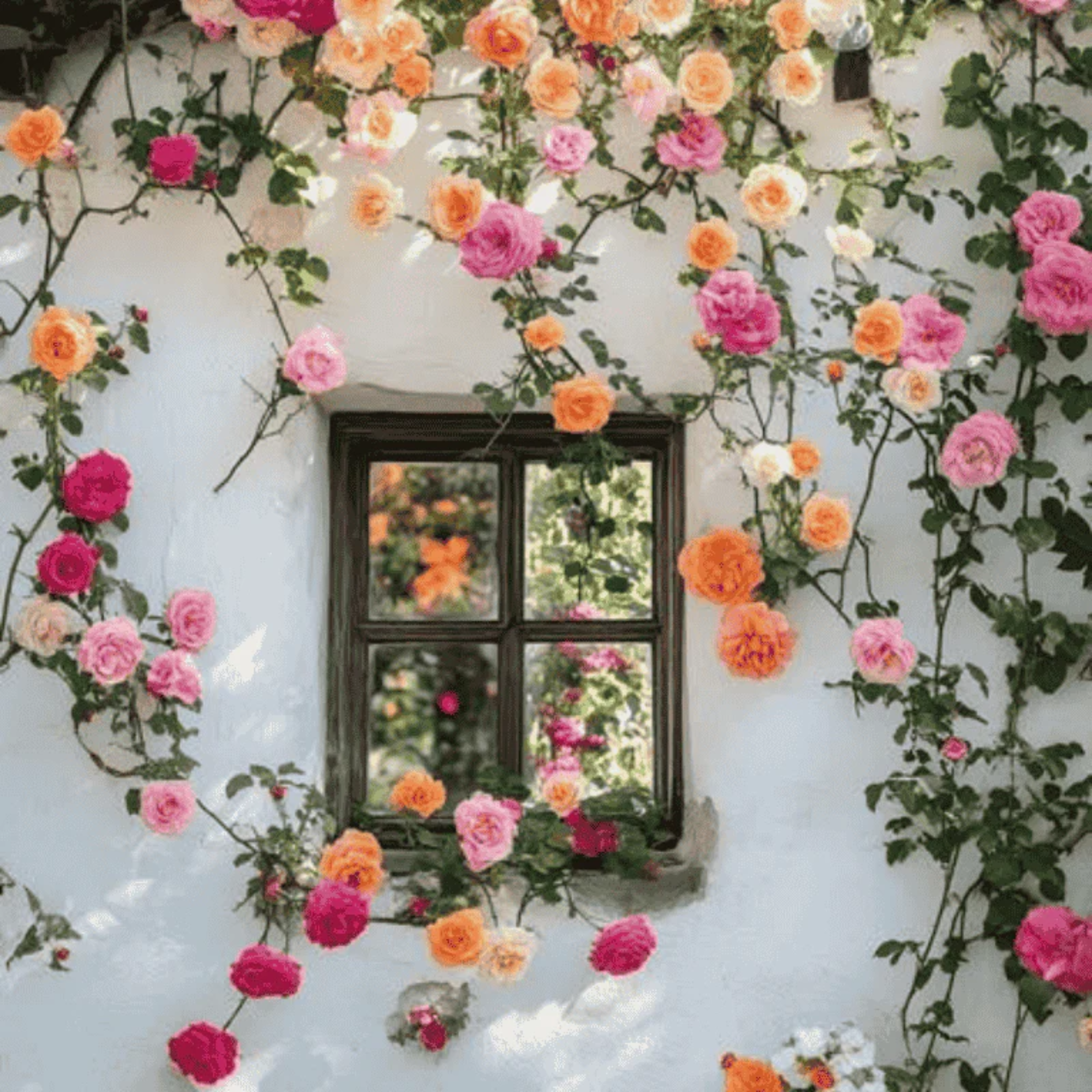 Climbing Rose Year-Round Blooming seeds (UK Imported)